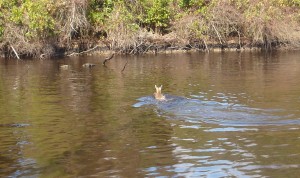 151105 - deer swimming away cropped